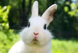 台湾网红小兔子吃瓜事件,揭秘网络舆论的狂欢与反思