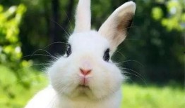 台湾网红小兔子吃瓜事件,揭秘网络舆论的狂欢与反思