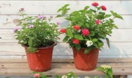 诺恩电台最新爆料视频播放,最新爆料视频内容大起底