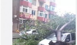 邯郸大树爆料事件始末视频,揭秘真相与争议