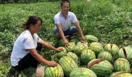 定西网红吃瓜事件,揭秘网络舆论背后的真相与争议
