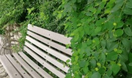 新瓜最新爆料长椅视频,长椅视频揭示惊人真相