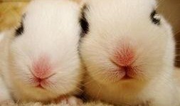 兔子爆料博主是谁呀视频