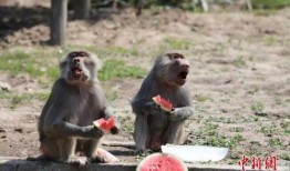 网红吃瓜像狒狒,狒狒般的狂热与趣味