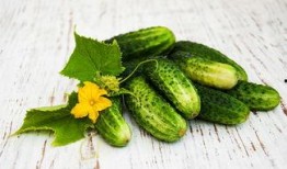 最新黄瓜爆料图片高清,最新黄瓜品种惊艳亮相，绿色革命引领农业新潮流