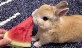 台湾网红小兔子吃瓜事件,揭秘网络舆论的狂欢与反思