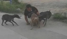 河南大狗爆料视频,揭秘背后惊人真相