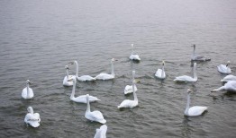 天鹅湖景区爆料事件视频,视频揭露惊人真相，游客权益引关注