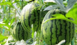 免费吃瓜625,揭秘625神秘事件背后的真相