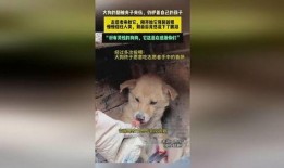 河南大狗爆料视频,揭秘背后惊人真相
