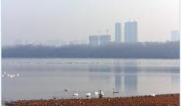 天鹅湖景区爆料事件最新,真相揭秘，游客安全与景区管理引热议