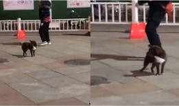 河南大狗爆料视频,揭秘背后惊人真相