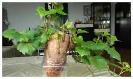 树叶新闻爆料,揭秘事件背后惊人真相