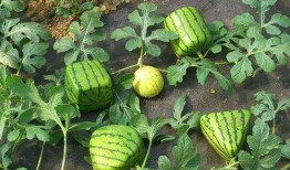 娱乐吃瓜酱礼物价格,价格背后的故事