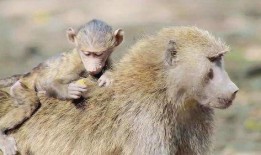 网红吃瓜像狒狒,狒狒般的狂热与趣味