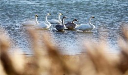 天鹅湖景区爆料事件视频,视频揭露惊人真相，游客权益引关注