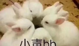 兔子爆料博主是谁呀视频