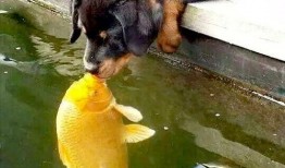 女子亲狗被爆料了视频大全,宠物亲密接触背后的伦理争议