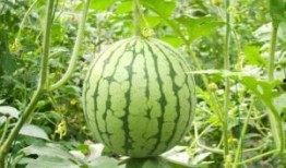 瓜州西瓜免费吃,免费品尝甜蜜诱惑