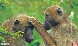 网红吃瓜像狒狒,狒狒般的狂热与趣味