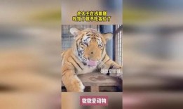 老虎出监在线观看,揭秘监狱生活与人性救赎的震撼之旅