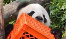 熊猫青春蜜糖在线观看