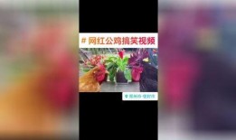 网红爆料每日更新视频,每日新鲜视频内容速览