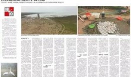 新闻报道爆料案例范文,真实案例背后的真相与启示