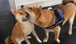 女子亲狗被爆料了视频大全,宠物亲密接触背后的伦理争议