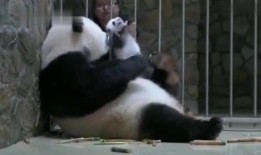 熊猫青春蜜糖在线观看